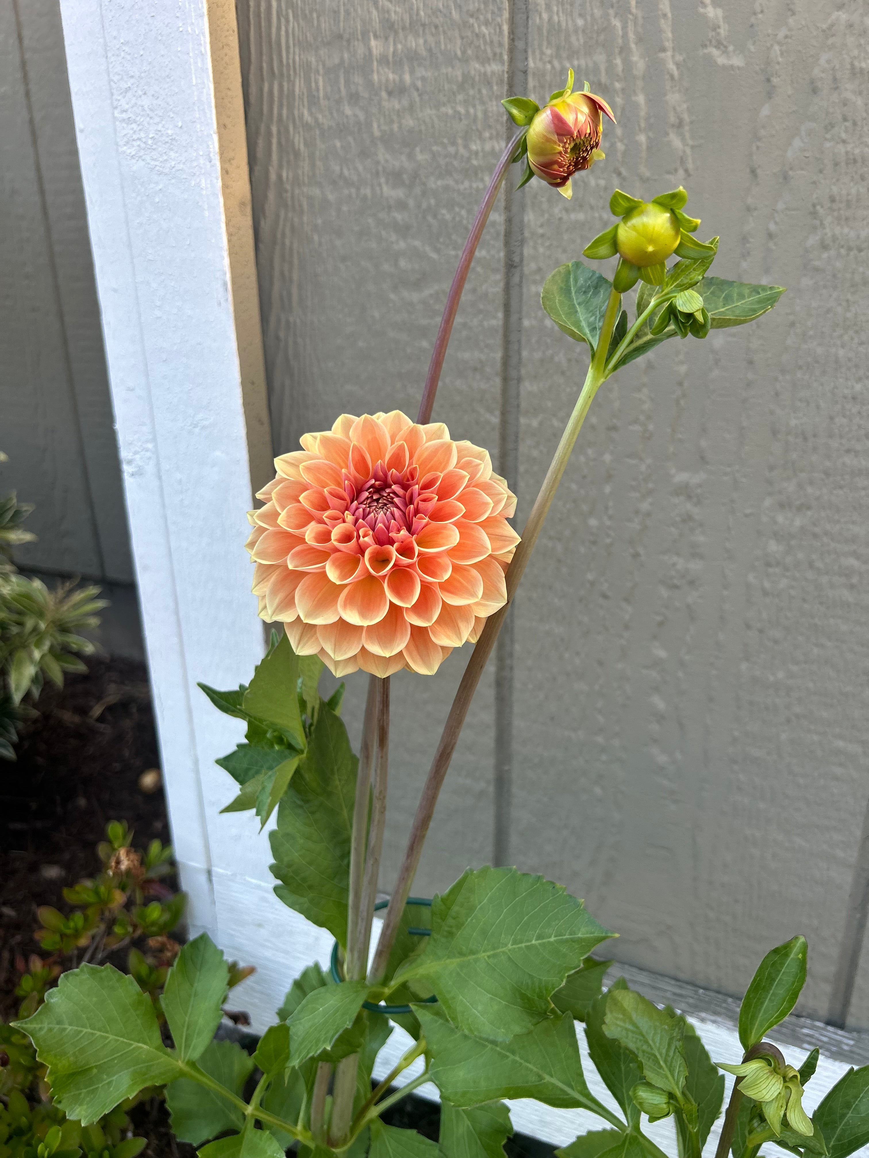 Apricona Dahlia Tuber