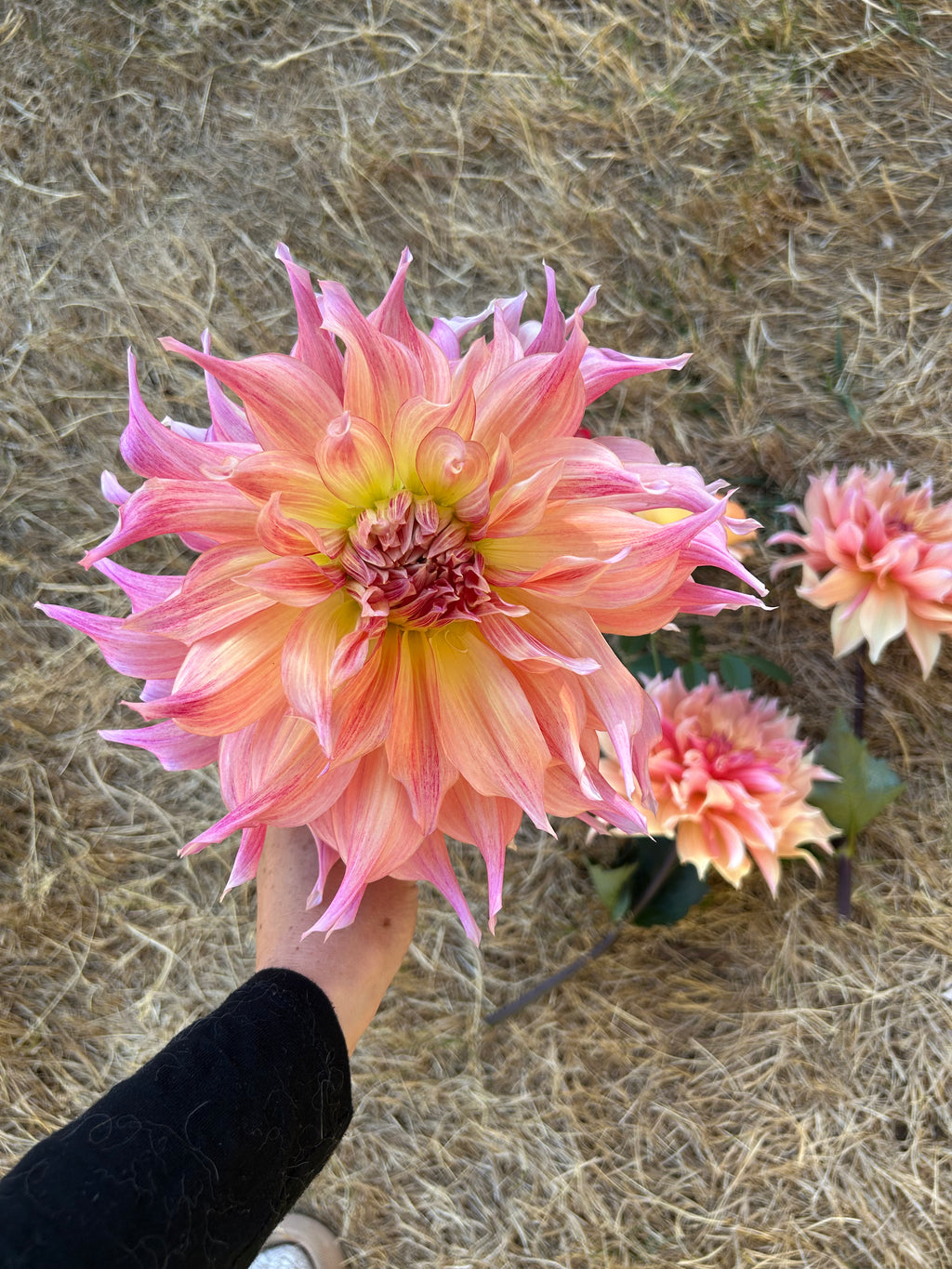 Penhill Watermelon Dahlia Tuber