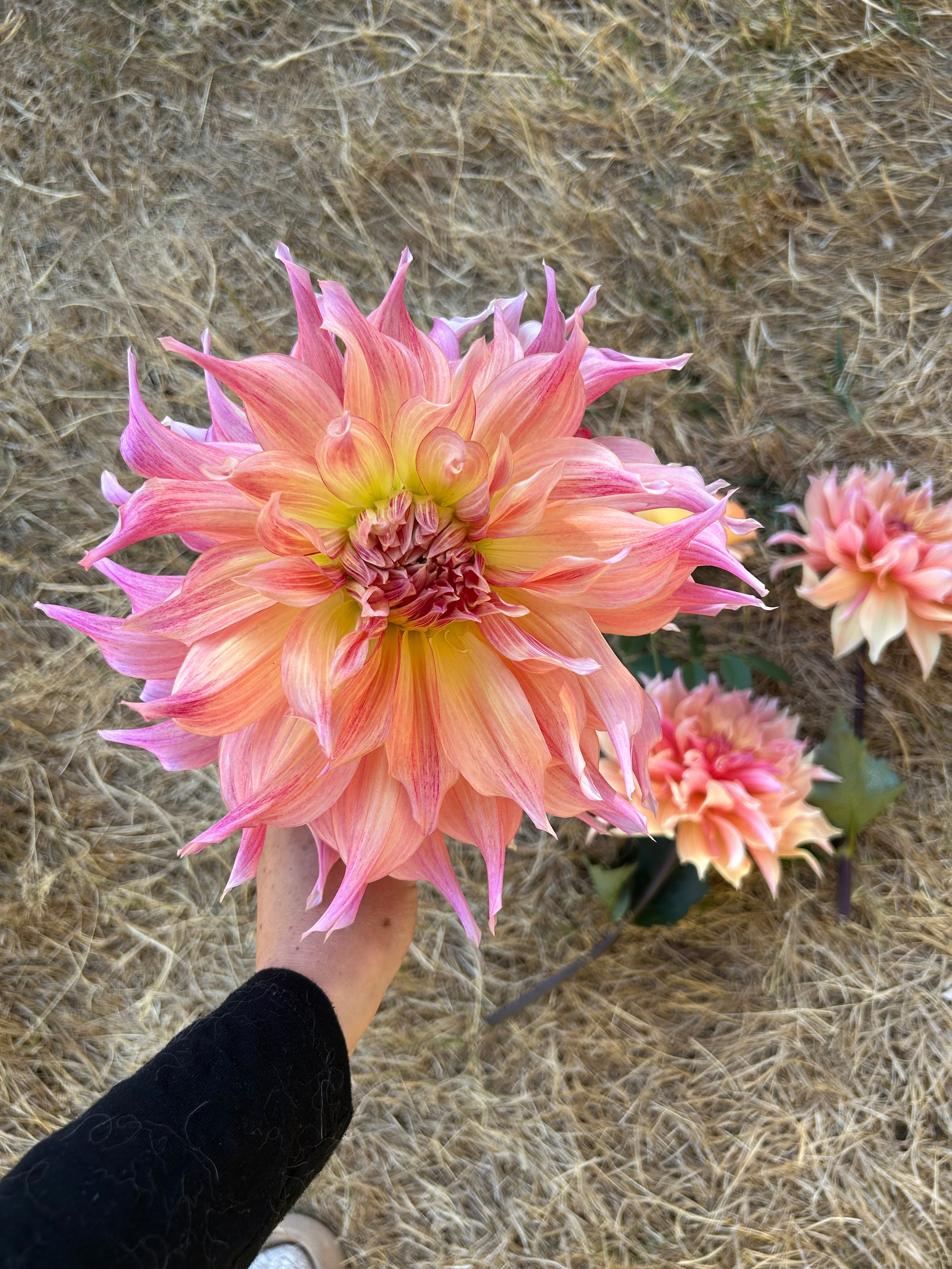 Penhill Watermelon Dahlia Tuber