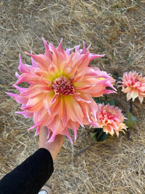 Penhill Watermelon Dahlia Tuber