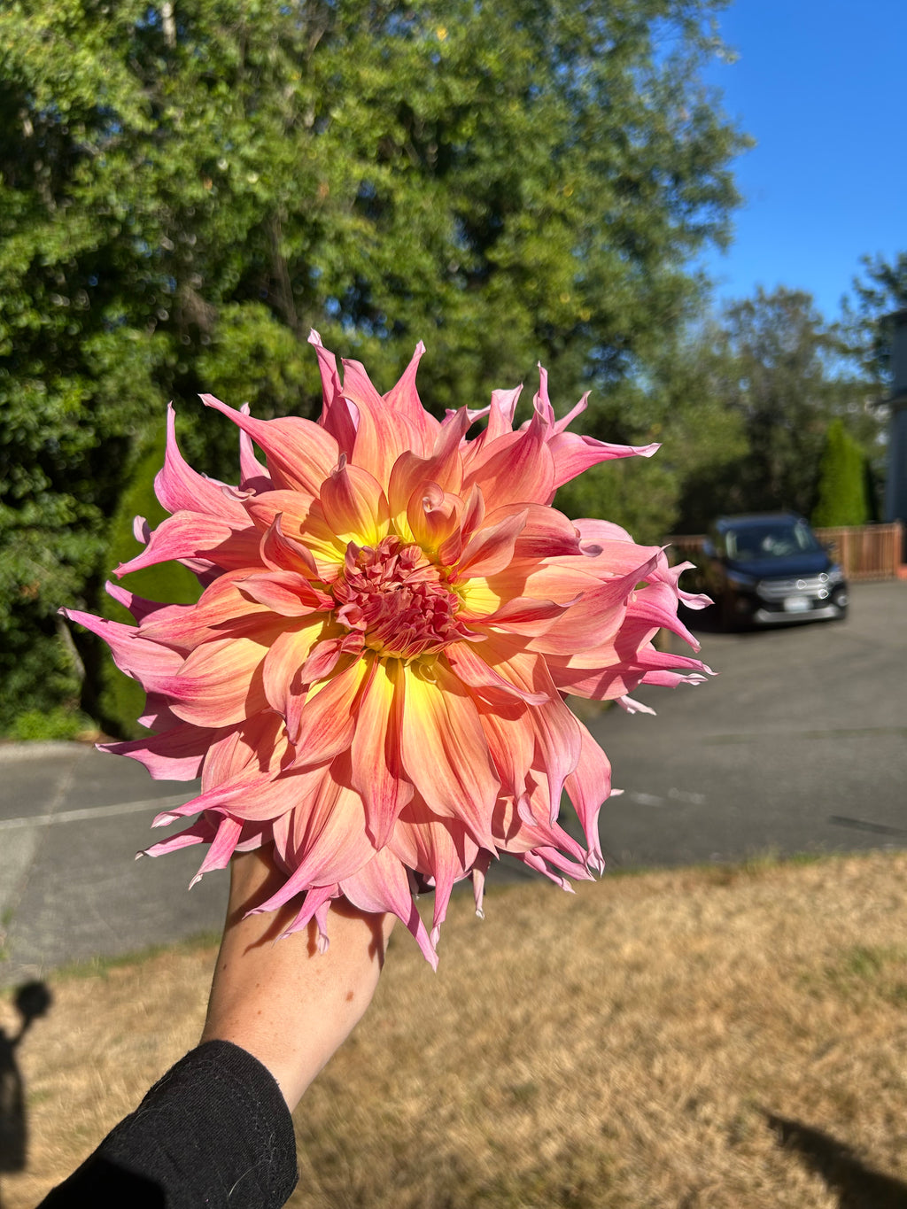 Penhill Watermelon Dahlia Tuber