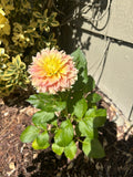 Kogane Fubuki Dahlia Tuber
