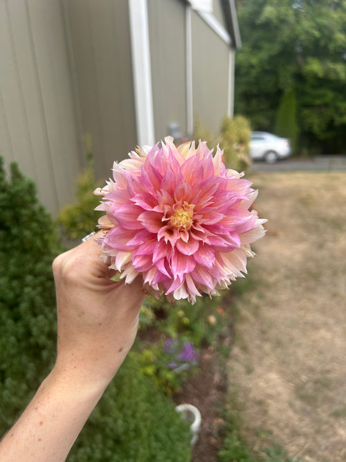 Kogane Fubuki Dahlia Tuber