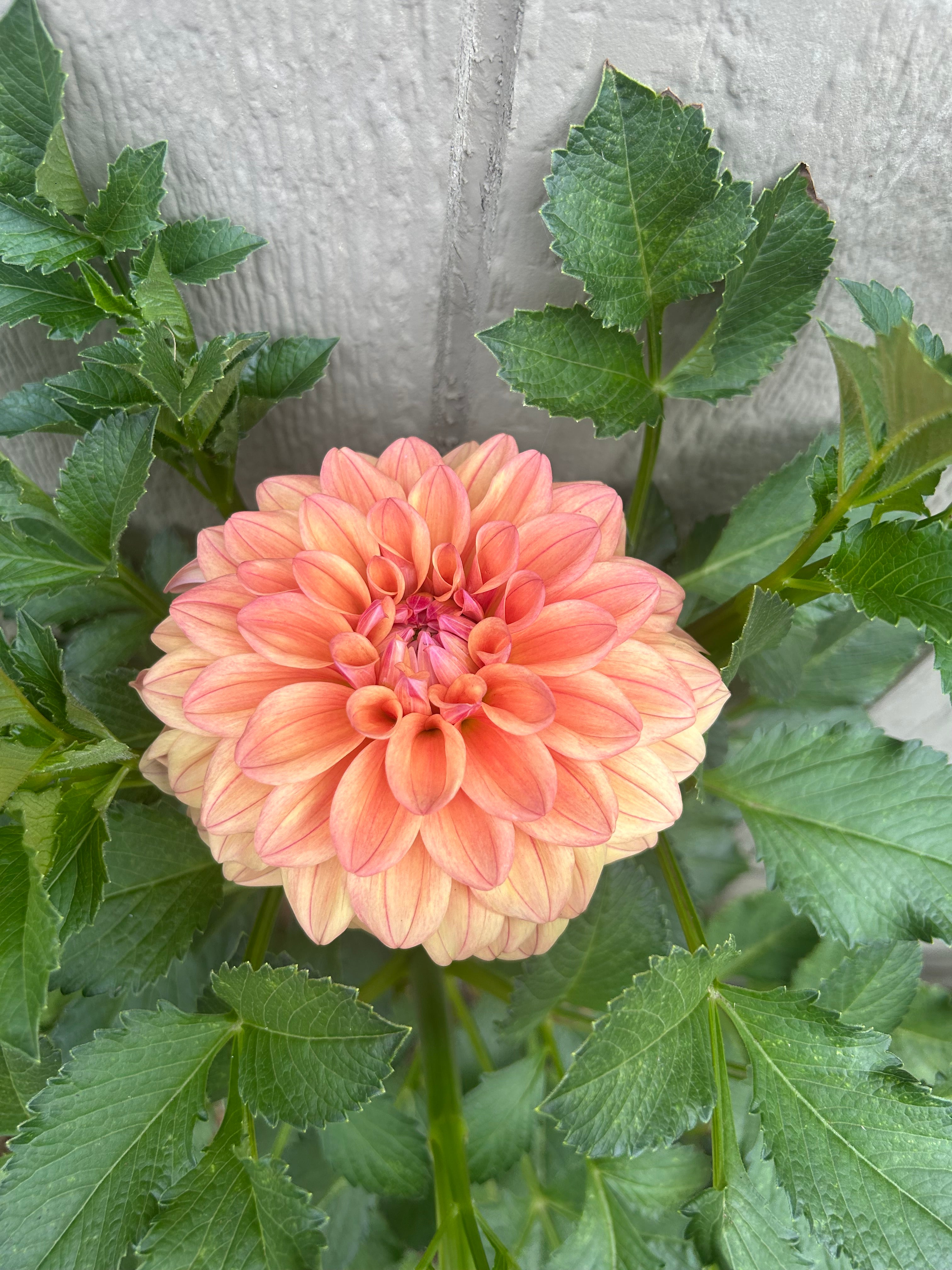 Ace Summer Sunset Dahlia Tuber